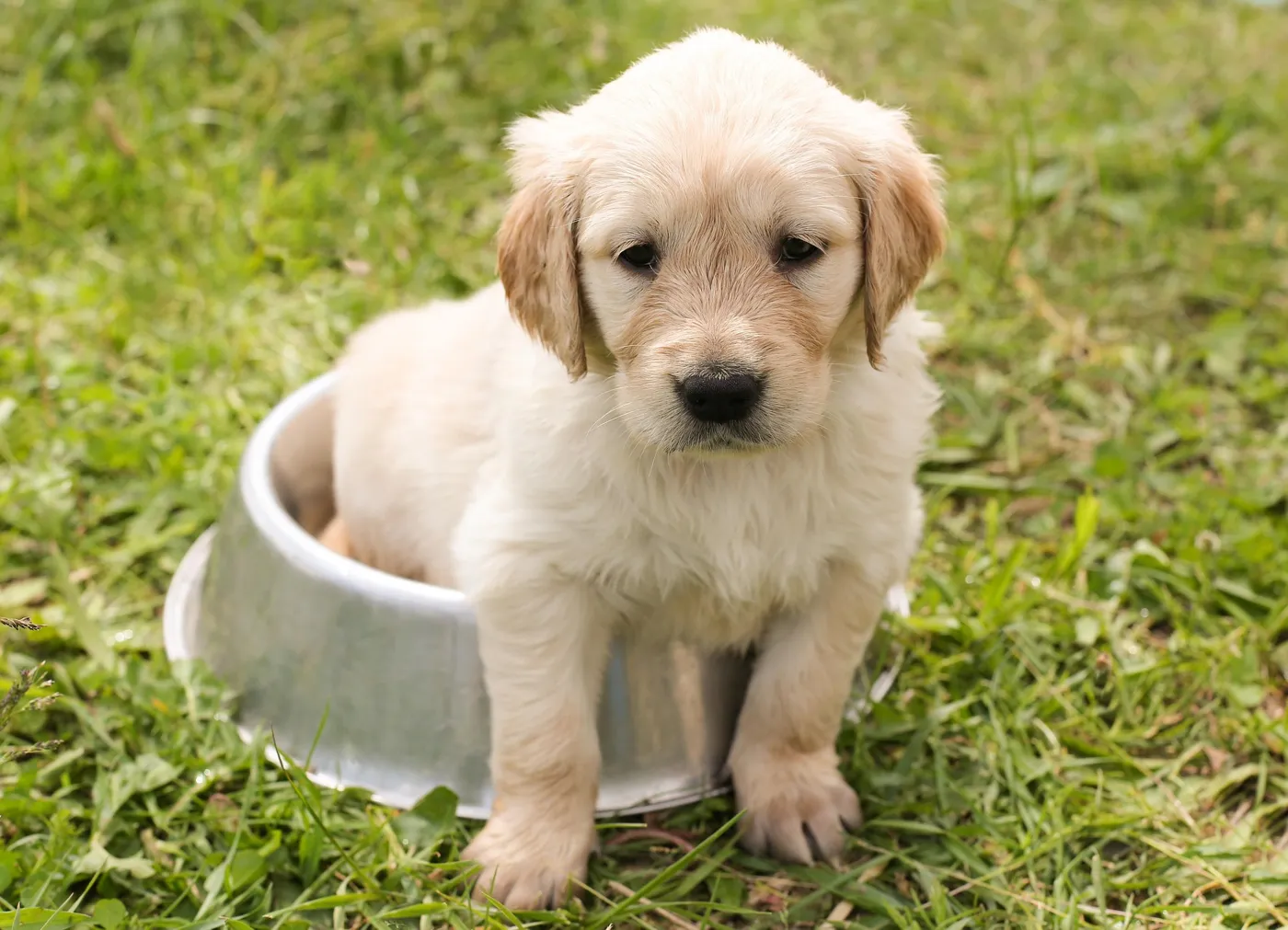 Mama kabında oturan golden retriever yavrusu