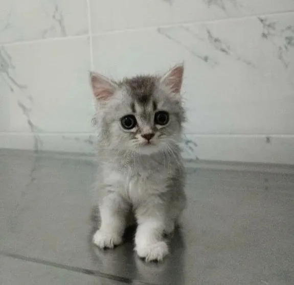 Gri yavru kedi